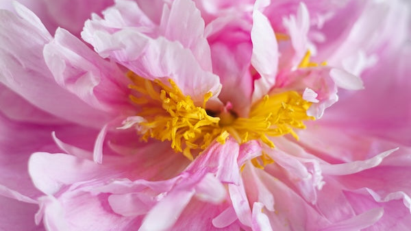 How bees cultivate flowers