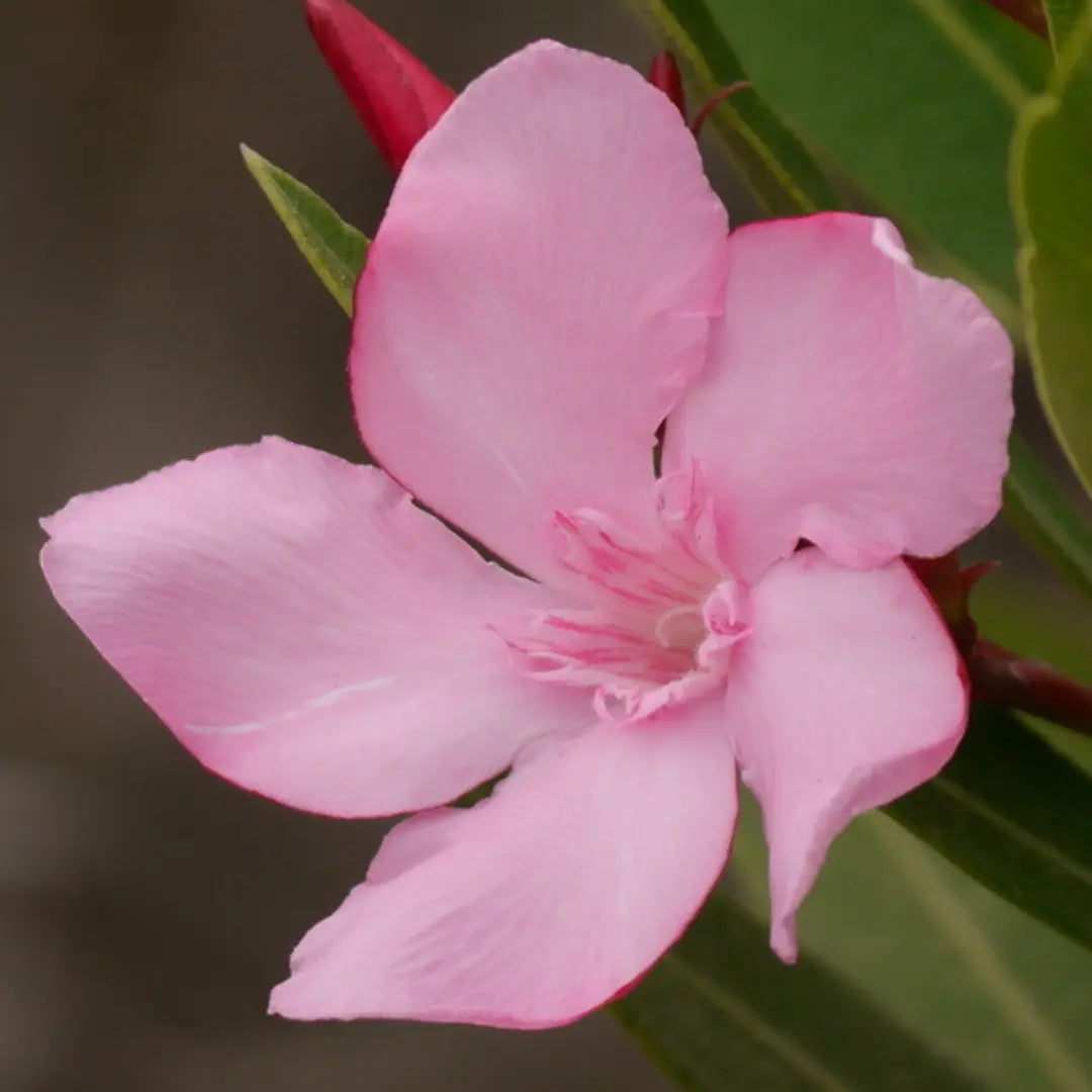 5 of the Most Dangerous Flowers on Earth: Beauty with a Dark Side ECOROSES - Bouquets & Florals