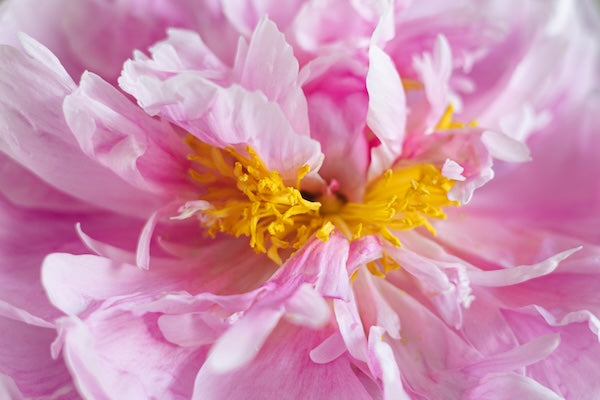 How bees cultivate flowers